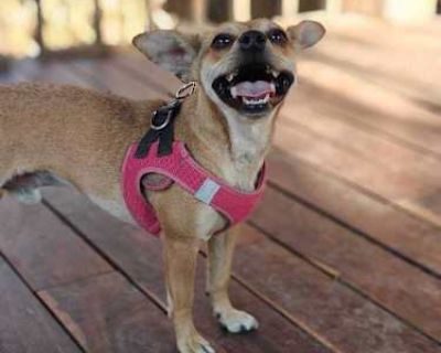 PIWI - Chihuahua Male Dog for Adoption
