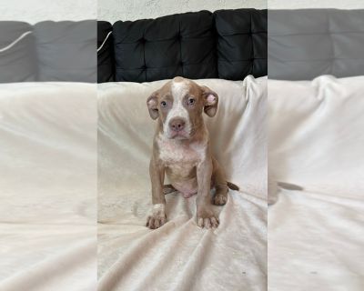 Tyson - American Bully Male Puppy for Sale