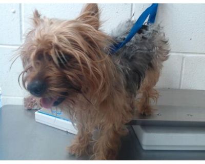 IGGY - Yorkie, Yorkshire Terrier Male Dog for Adoption