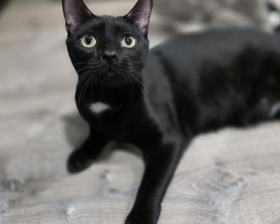 Hermione - Domestic Short Hair Female Cat for Adoption