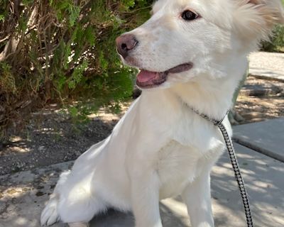 Cloe - Siberian Husky Female Dog for Adoption