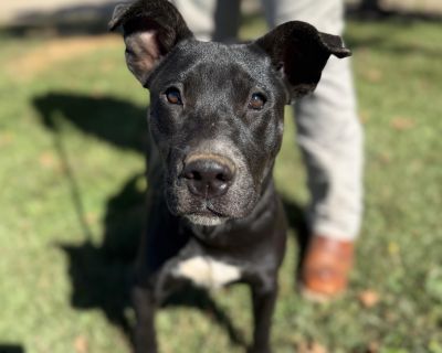 Pocus - Pit Bull Terrier Mix Female Puppy for Adoption
