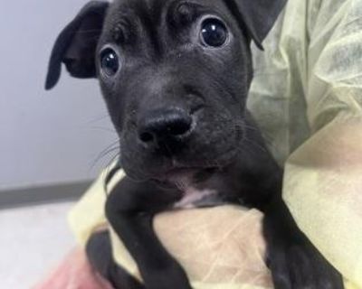 Name: Crumble Age: 3 months Breed: Terrier mix Size: 7.2 lbs Adoption Application: https://forms.gle/nuKXoMu6gjS5DhFm8 Contact: transport@hssm.org Meet Crumble, a 3-month-old Terrier mix who s as sweet and irresistible as his name! He's just a baby now with lots of room to grow into a lovable medium size dog. This tiny bundle of joy is full of wiggles, kisses, and puppy curiosity. Everything is...