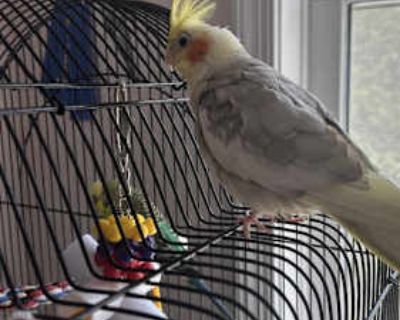 Romeo and Nico - Cockatiel Female for Adoption