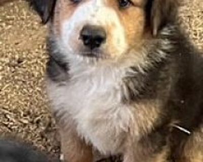 Atlas - Australian Shepherd Male Puppy for Adoption