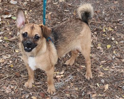 Welcome Sunshine to CCPAL RESCUE. Sunshine is a very sweet 6 month old Chihuahua/Pug is our best guess. She has the rounded big ears that look very Frenchie or Pug. Sheis a lap girl. She weighs about 10 pounds. She appears to be a full grown small dog. She is spayed and getting her puppy vaccines and dewormed. She will be ready for her new home in a few weeks. She is very sweet. She is very soc...
