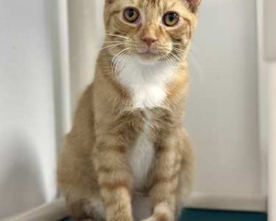 Meet Winston The Old Soul in a Kitten s Body Hello there, kind human. My name is Winston, and though I may only be a young orange-and-white kitten, my eyes hold stories far older than my age. You see, I didn t have the easiest start to life. I spent my earliest days outside, learning the world the hard way hungry, cold, and a little scared. But I never gave up, and that s how I found my way her...