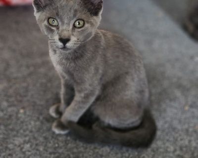 Silver - American Shorthair Male Cat for Adoption