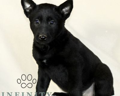 DOB: 9/23/25. Ready to go home: 11/18/25. This sweet CKC Belgian Malinois puppy is looking for a great FURever home! Intelligent, loyal and energetic this puppy is sure to be a fun and active part of your daily life. Comes with a 1 year Genetic Health Guarantee, up-to-date with Vaccinations and Deworming and a Vet issued Health Certificate. Call or Text Jonathan Jr for more information. Deliver...