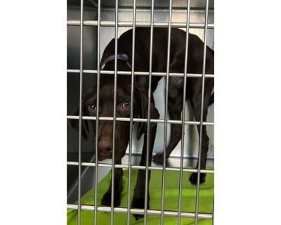 Cider - German Shorthaired Pointer/Mixed Breed (Medium) Mix Female Dog for Adoption