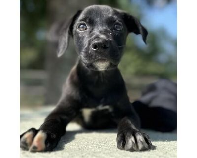 Martina Kai - Labrador Retriever Female Puppy for Adoption