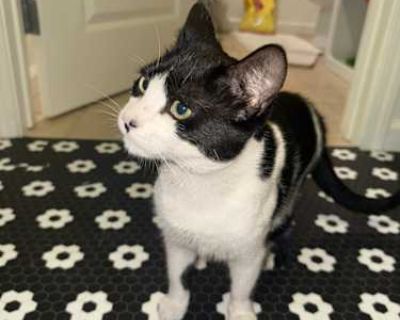 Hi there, Batman came up to us in South San Francisco. She s the sweetest, friendliest cat we ve ever met. Batman doesn t have a mean bone in her body. We ve had her for a week with our other cat and dog and she hasn t hissed or shown nervousness at all. If you want a cuddly, self assured little kitten, we highly recommend her!. Good with kids Good with dogs Good with cats Housetrained. Breed D...