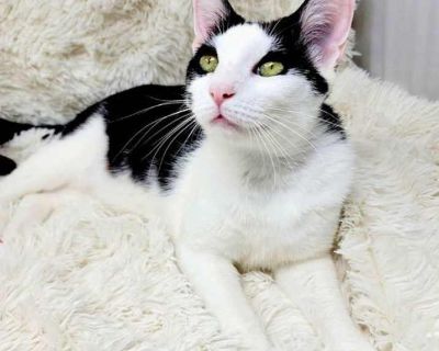 Adult. Microchipped. Adopt Rocky: Your Future Best Friend Awaits! Meet Rocky , the most charming 1-year-old male cat you'll ever encounter! This handsome boy isn't just looking for a house; he's searching for a home where he can shower his humans with endless affection and maybe, just maybe, occasionally pretend not to hear you when you call his name (it's a cat thing, you know?). Rocky is the ...