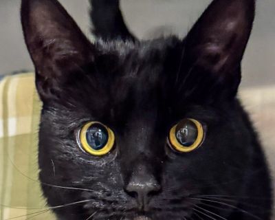 Characteristics Affectionate and Loving, Avid Bird Watcher, Classic Extrovert, Curious Explorer, Likes to Chat, Playful and Energetic Health Vaccinations up to date, spayed / neutered.. Adult Female Large Black