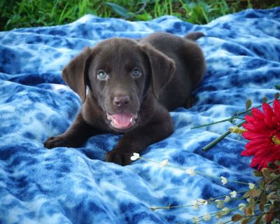 Silas - 8 Weeks Male Chocolate Labrador Retriever Puppy for Sale