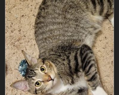 Wilbur - Male Kitten American Shorthair for Adoption