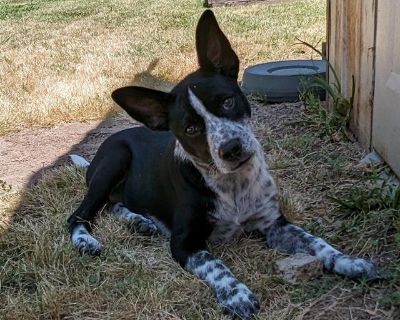 ZOEY - Australian Cattle Dog / Blue Heeler Female Puppy for Adoption