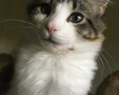 Hades - American Shorthair Male Cat for Adoption