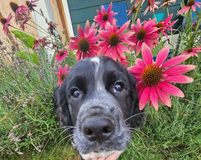 3 Male English Springer Spaniel Puppies for Sale