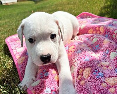 Caeleb - Golden Retriever/Boxer Mix Male Puppy for Adoption