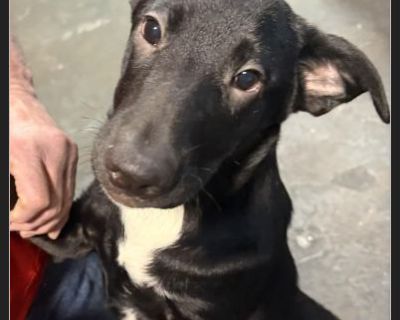 Adrian(3 boys, 1 girl) - Male Puppy Lab / German Shepherd for Adoption