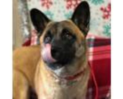 Adopt DAGNY a Brown/Chocolate Akita / Mixed dog in Pt. Richmond, CA (33660475)