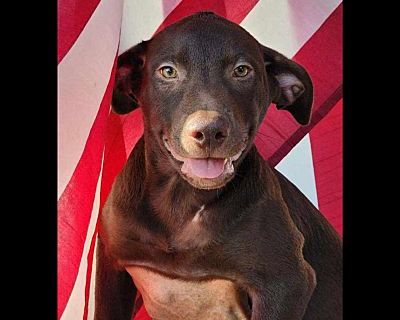 Colby - Labrador Retriever/Retriever (Unknown Type) Mix Male Puppy for Adoption