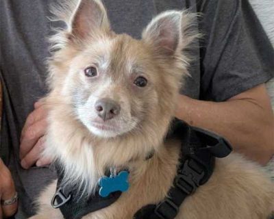 Wylie Coyote - American Eskimo Dog/Terrier (Unknown Type, Medium) Mix Male Dog for Adoption