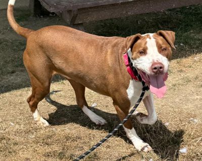 Petey - Pit Bull Terrier Male Dog for Adoption