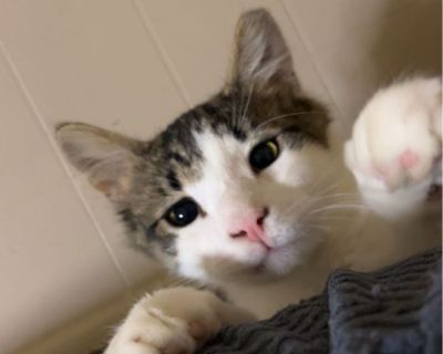 Prince - American Shorthair Male Cat for Adoption