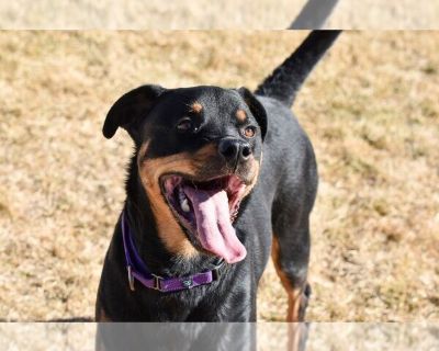 Roxie/Referral - Rottweiler Female Adult Dog for Adoption