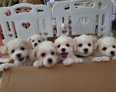 2 Male and 4 Female Bichon Frise Puppies for Sale