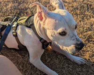 Gizmo - American Pit Bull Terrier Female Dog for Adoption