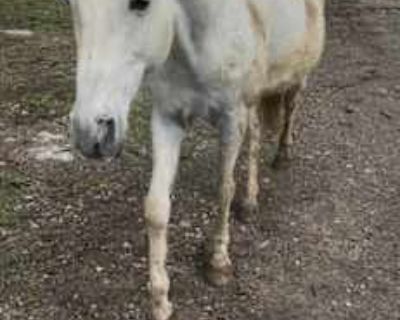 June - Tennessee Walking Horse Female for Adoption