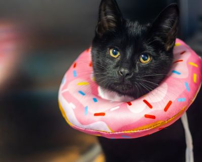 Lucipurr - Domestic Short Hair Female Cat for Adoption