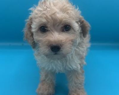 Trip - Miniature Poodle/Maltipoo Mix Male Puppy for Adoption