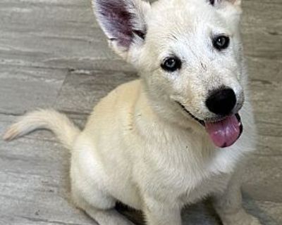 Lobita - Husky/German Shepherd Dog Mix Female Puppy for Adoption