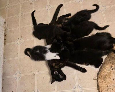 Free kittens! Many colors! Black, cream, Siamese colors, tortoise shell. Age range 8 weeks to 16 weeks. All friendly. Can be house or barn cats.