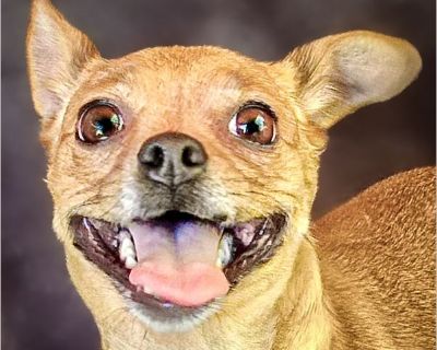 Cheerful Lil Ms Coquette ~ Playful, FUN, 13 lb 18mn Charming Chihuahua = A+++ Loving, calm, quiet, gentle, intelligent, cuddly, house trained, crate trained, good with children, laid back, fun, well socialized, comfy with cats, GREAT with other dogs, affectionate, good on leash, loves to snuggle, friendly, playful, well mannered house dog, FUN, eager to please, learns quickly, loves kids, STELL...