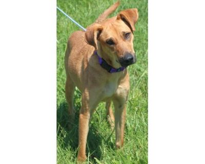 Betty - Labrador Retriever/Golden Retriever Mix Female Dog for Adoption