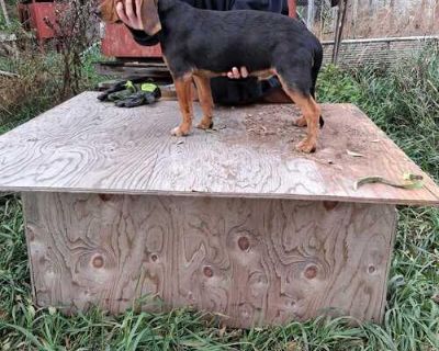 Beagles FOR SALE: We have some puppies needing new homes. We are beginning kennel dispersal. Right now we have 3 males available. #1 is 13 months old $100. #2 is 7 months old $100 and #3 is registered, 5 months old $200. Have had shots, been vet checked and wormed on a regular schedule.