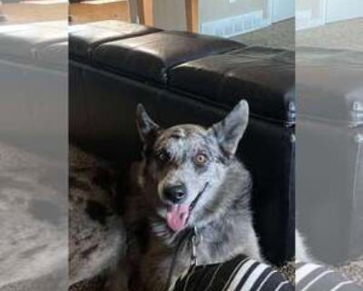 Ozzy - Male Australian Shepherd-Unknown Mix Adult Dog for Adoption