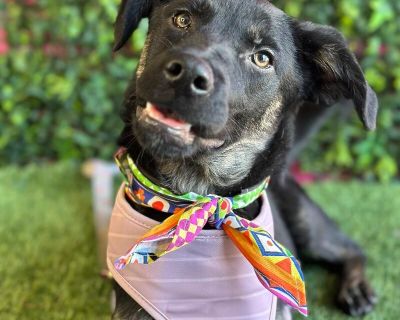 Exciting News: This adorable pup will be at an adoption event near you! Check our website: https://AmazingDogsRescue.org/dogs/ Or call 888.508.8943 (Monday to Sunday, 8 AM to 8 PM).. Out-of-town pets are cared for by non-local organizations who can make arrangements for the pet to be transported to your area. Learn More. Puppy Female Medium Black , Brown / Chocolate