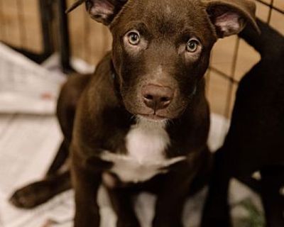 Hudson puppy - Labrador Retriever/Border Collie Mix Male Puppy for Adoption