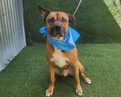 Grover - Shepherd & Black Mouth Cur Mix Male Dog for Adoption