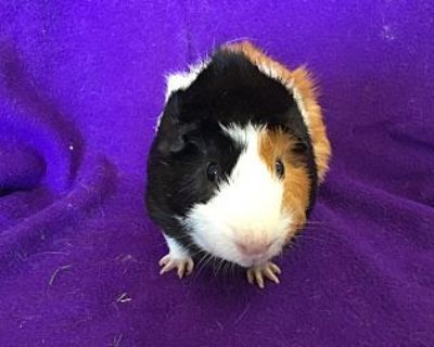 Bb - Guinea Pig Male for Adoption