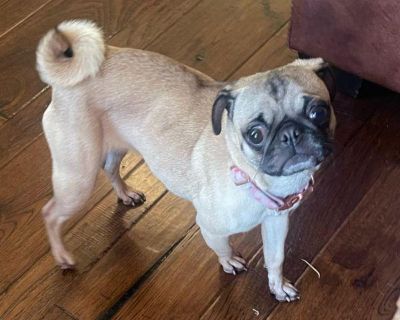 Bio coming soon.. Coat length Short. Young Female Small Yellow / Tan / Blond / Fawn