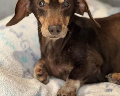 Weiner dog clearance for sale craigslist