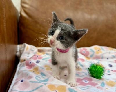 Meet Mandarin Sugar! Mandarin Sugar is a three-month-old grey and white kitten with a voice as cute as her name! This little chatterbox loves to share her thoughts, especially when she's ready for snuggles or a tasty treat. She adores gentle back scratches and will happily purr her thanks. She's currently living and playing with her siblings, but she'd thrive in just about any loving home, whet...