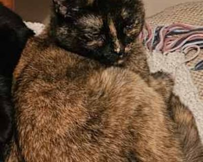 Apache is mild to moderately anxious, skittish, and distant, but seeks attention and pets on her terms. As a submissive personality, she gets overwhelmed by our other cat and dog, who are more dominant. She would potentially thrive in an "only pet" environment with someone who will give her all the love and attention she wants, when she wants. She is sweet and friendly when she does pop around,...